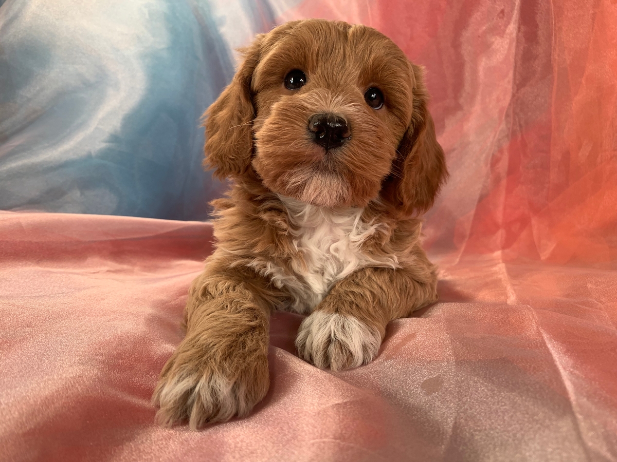 Male Mini Schnoodle Puppy for Sale, DOB 12-26-2021, $1200 
